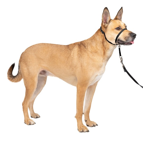 PETSAFE Gentle Leader Head Collar Stops Pulling Jumping Small up to 25lbs Black - Picture 7 of 14